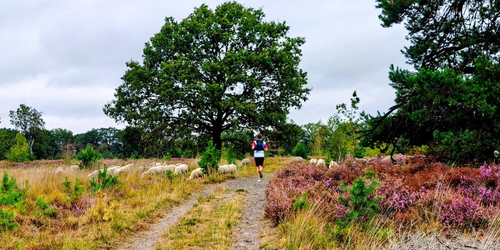 Hardloper op een zandpad over de bloeiende heide, met schapen langs het pad